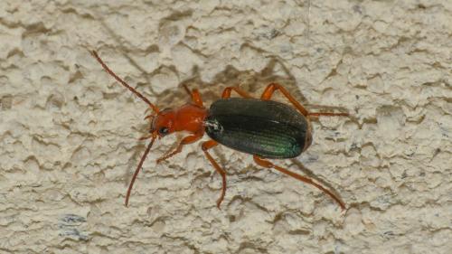Brachinus crepitans